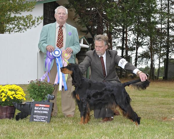 Sunrunner sales gordon setters